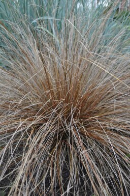 Fuchsrote Segge Carex buchananii 5-10 Topf 9x9 cm (P9)