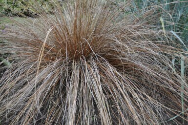 Fuchsrote Segge Carex buchananii 5-10 Topf 9x9 cm (P9) Carex buchananii