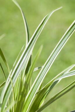 Pilzkopf-Segge Carex caryophyllea 'The Beatles' 5-10 Topf 9x9 cm (P9)