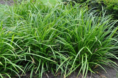 Teppich-Japan-Segge Carex foliosissima 'Irish Green' 5-10 Topf 9x9 cm (P9)