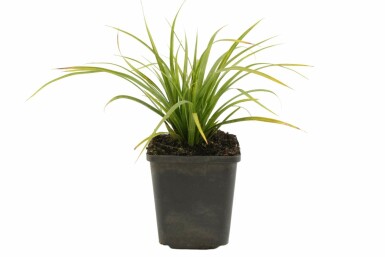 Immergrüne Japansegge Carex morrowii 5-10 Topf 9x9 cm (P9) Carex morrowii