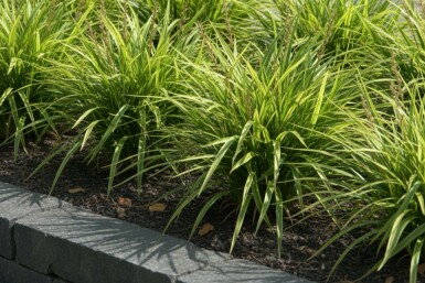 Carex morrowii