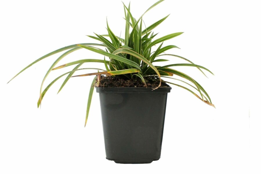Immergrüne Japansegge Carex morrowii 'Ice Dance' 5-10 Topf 9x9 cm (P9) Carex morrowii 'Ice Dance'