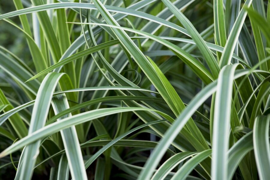 Immergrüne Japansegge Carex morrowii 'Ice Dance' 5-10 Topf 9x9 cm (P9) Carex morrowii 'Ice Dance'