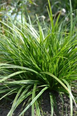 Weißbunte Japan-Segge Carex morrowii 'Variegata' 5-10 Topf 9x9 cm (P9)