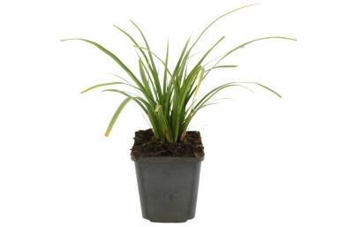 Weißbunte Japan-Segge Carex morrowii 'Variegata' 5-10 Topf 9x9 cm (P9)