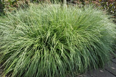 Segge Carex ornithopoda 'Silver Sceptre' 5-10 Topf 9x9 cm (P9)