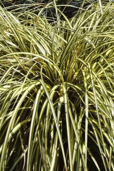 Japan-Gold-Segge Carex oshimensis 'Evergold' 10-15 Topf 2 ltr. (C2) Carex oshimensis 'Evergold'