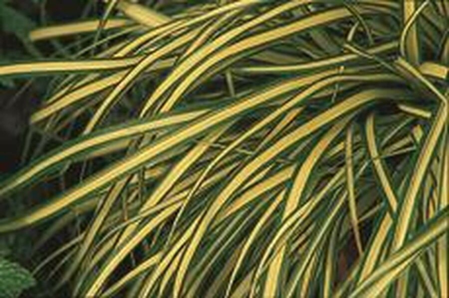 Japan-Gold-Segge Carex oshimensis 'Evergold' 10-15 Topf 2 ltr. (C2) Carex oshimensis 'Evergold'