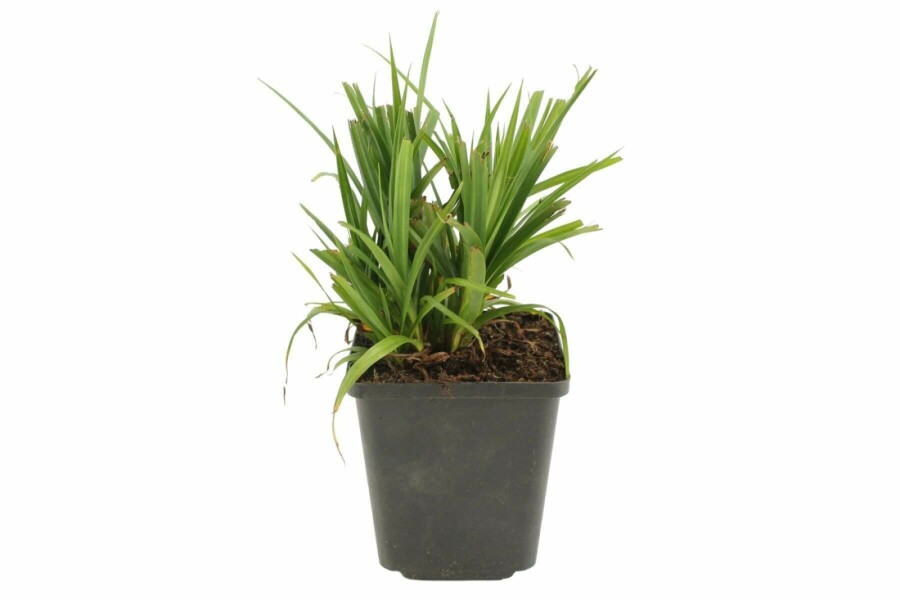 Riesen-Wald-Segge Carex pendula 5-10 Topf 9x9 cm (P9) Carex pendula