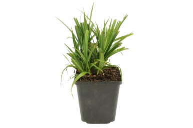 Riesen-Wald-Segge Carex pendula 5-10 Topf 9x9 cm (P9)