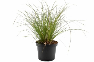 Rote Garten-Segge Carex testacea 'Prairie Fire' 10-15 Topf 2 ltr. (C2) Carex testacea 'Prairie Fire'