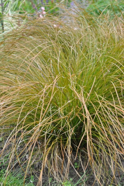 Rote Garten-Segge Carex testacea 'Prairie Fire' 5-10 Topf 9x9 cm (P9) Carex testacea 'Prairie Fire'