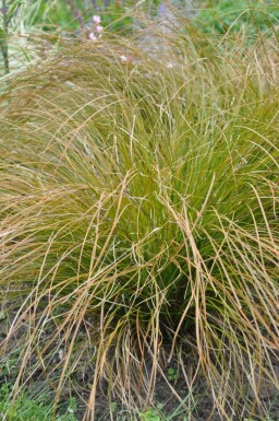 Rote Garten-Segge Carex testacea 'Prairie Fire' 5-10 Topf 9x9 cm (P9)