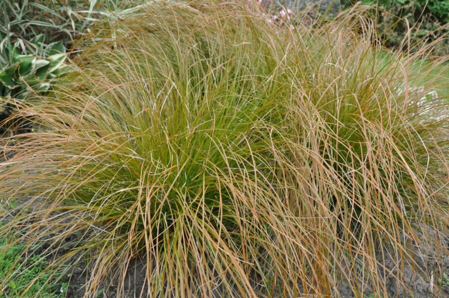 Rote Garten-Segge Carex testacea 'Prairie Fire' 5-10 Topf 9x9 cm (P9) Carex testacea 'Prairie Fire'