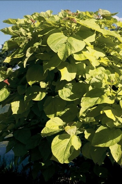 Catalpa bignonioides 'Aurea' C12 80-100