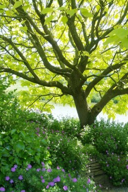 Gold-Trompetenbaum Catalpa bignonioides 'Aurea' Strauch 30-40 Topf 2 ltr. (C2)