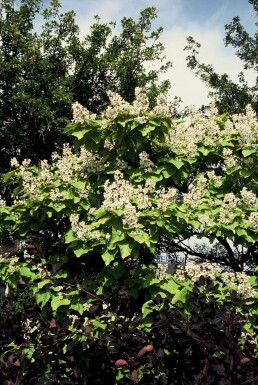 Gold-Trompetenbaum Catalpa bignonioides 'Aurea' Strauch 30-40 Topf 2 ltr. (C2)