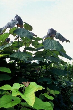 Blut-Trompetenbaum Catalpa erubescens 'Purpurea' Strauch 20-30 Topf 5 ltr. (C5)