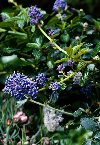 Kriechende Säckelblume Ceanothus thyrsiflorus 'Repens' Strauch 30-40 Topf 10 ltr. (C10) Ceanothus thyrsiflorus 'Repens' Strauch 30-40 cm