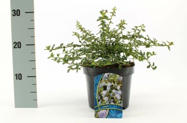 Kriechende Säckelblume Ceanothus thyrsiflorus 'Repens' Strauch 20-30 Topf 2 ltr. (C2) Ceanothus thyrsiflorus 'Repens' Strauch 20-30 cm