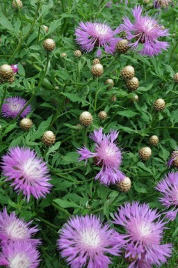 Kornblume Centaurea dealbata 5-10 Topf 9x9 cm (P9)