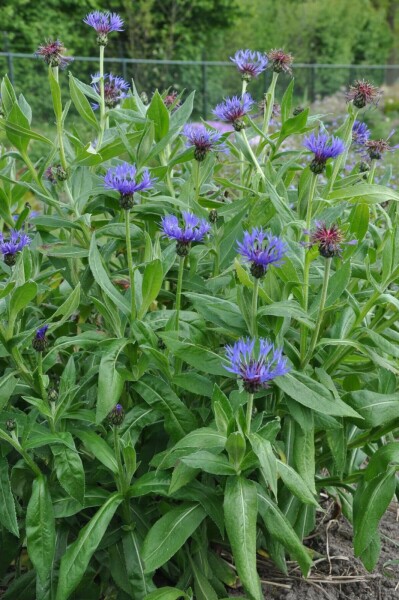 Berg-Flockenblume Centaurea montana 'Coerulea' 5-10 Topf 9x9 cm (P9) Centaurea montana 'Coerulea'