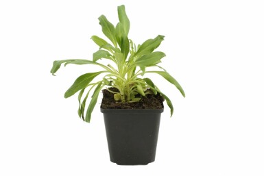 Spornblume Centranthus ruber 'Albus' 5-10 Topf 9x9 cm (P9)
