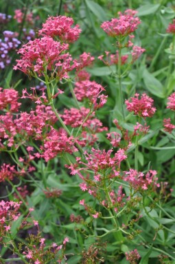 Spornblume Centranthus ruber 'Coccineus' 5-10 Topf 9x9 cm (P9)