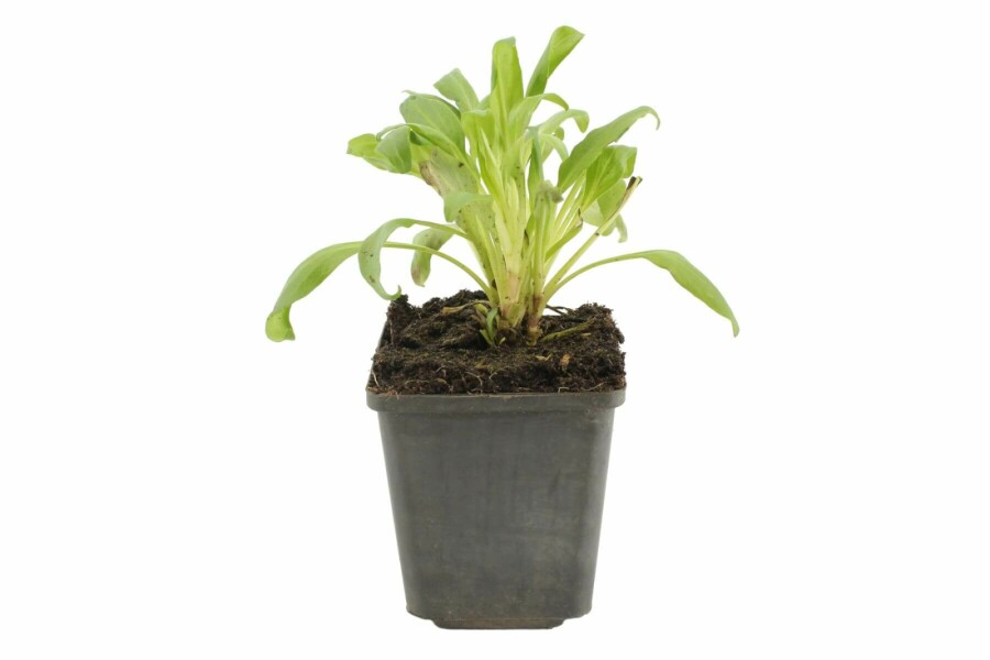 Spornblume Centranthus ruber 'Coccineus' 5-10 Topf 9x9 cm (P9) Centranthus ruber 'Coccineus'