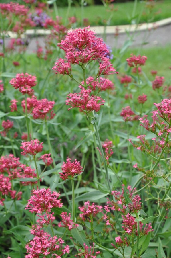 Spornblume Centranthus ruber 'Coccineus' 5-10 Topf 9x9 cm (P9) Centranthus ruber 'Coccineus'