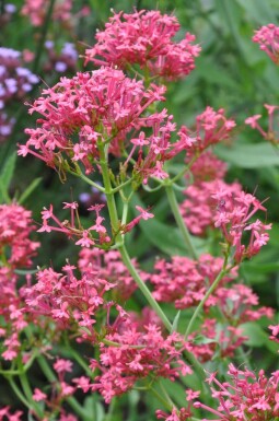 Spornblume Centranthus ruber 'Coccineus' 5-10 Topf 9x9 cm (P9) Centranthus ruber 'Coccineus'