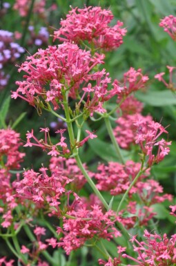 Spornblume Centranthus ruber 'Coccineus' 5-10 Topf 9x9 cm (P9)