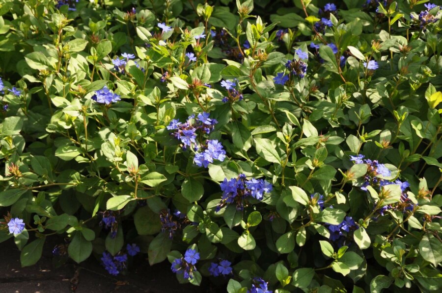 Chinesische Bleiwurz Ceratostigma plumbaginoides 10-15 Topf 2 ltr. (C2) Ceratostigma plumbaginoides