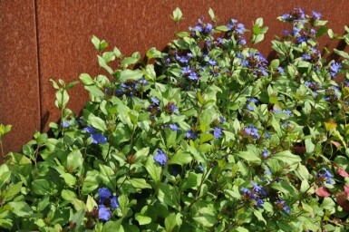 Chinesische Bleiwurz Ceratostigma plumbaginoides 10-15 Topf 2 ltr. (C2) Ceratostigma plumbaginoides