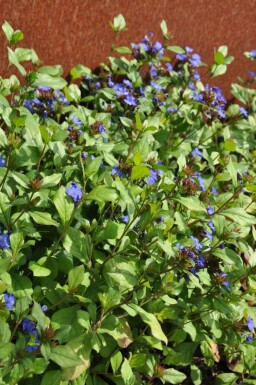 Chinesische Bleiwurz Ceratostigma plumbaginoides 10-15 Topf 2 ltr. (C2) Ceratostigma plumbaginoides