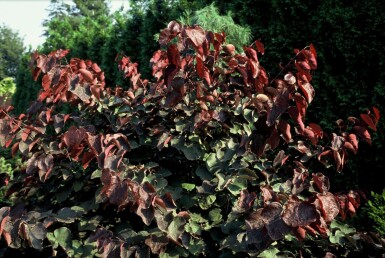 Amerikanischer Judasbaum Cercis canadensis 'Forest Pansy' Strauch 100-125 Topf 12 ltr. (C12) Cercis canadensis 'Forest Pansy' Strauch 100-125 cm