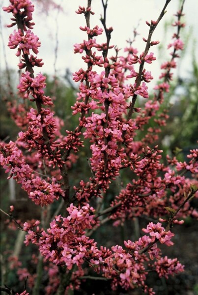 Cercis chinensis 'Avondale' C12 80-100