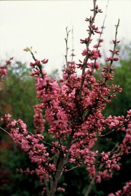 Cercis chinensis 'Avondale' C12 80-100