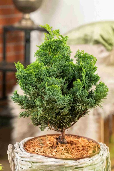 Zwerg-Muschelzypresse Chamaecyparis obtusa 'Nana Gracilis' Strauch 15-20 Topf 2 ltr. (C2) Chamaecyparis obtusa 'Nana Gracilis' Strauch 15-20 cm