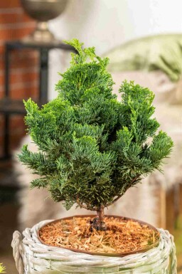 Chamaecyparis obtusa 'Nana Gracilis' 15-20 C2