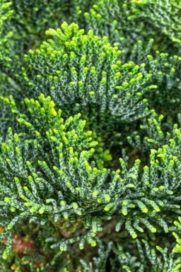 Zwerg-Muschelzypresse Chamaecyparis obtusa 'Nana Gracilis' Strauch 15-20 Topf 2 ltr. (C2) Chamaecyparis obtusa 'Nana Gracilis' Strauch 15-20 cm