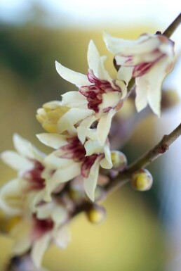 Chinesische Winterblüte Chimonanthus praecox Strauch 20-30 Topf 2 ltr. (C2)