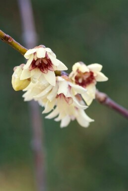Chinesische Winterblüte Chimonanthus praecox Strauch 20-30 Topf 2 ltr. (C2)