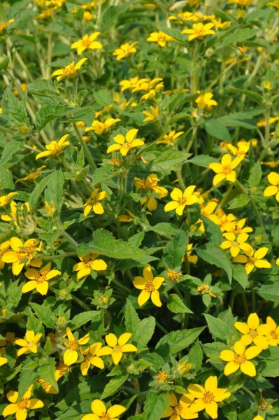 Goldkörbchen Chrysogonum virginianum 5-10 Topf 9x9 cm (P9) Chrysogonum virginianum