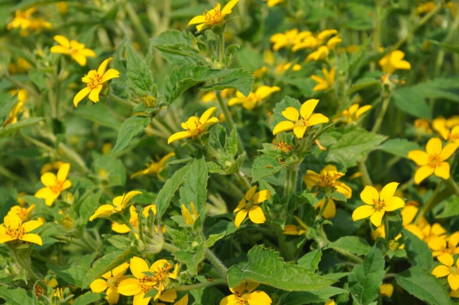 Goldkörbchen Chrysogonum virginianum 5-10 Topf 9x9 cm (P9) Chrysogonum virginianum