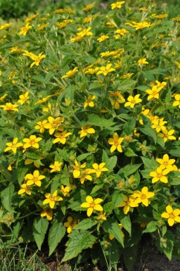 Goldkörbchen Chrysogonum virginianum 5-10 Topf 9x9 cm (P9) Chrysogonum virginianum