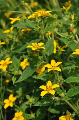 Goldkörbchen Chrysogonum virginianum 5-10 Topf 9x9 cm (P9) Chrysogonum virginianum