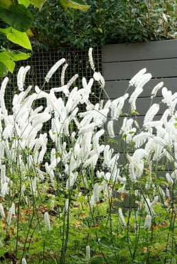 Oktober-Silberkerze Cimicifuga simplex 'White Pearl' 5-10 Topf 9x9 cm (P9) Cimicifuga simplex 'White Pearl'