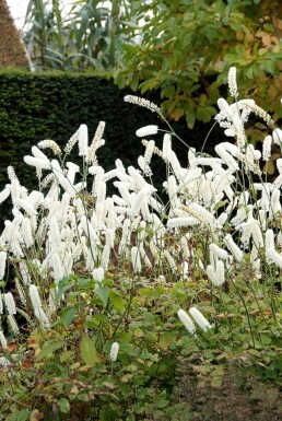 Oktober-Silberkerze Cimicifuga simplex 'White Pearl' 5-10 Topf 9x9 cm (P9) Cimicifuga simplex 'White Pearl'